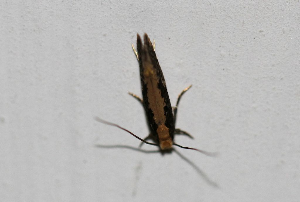 Tineidae